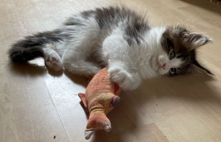 Maine Coon Kitten mit Stammbaum