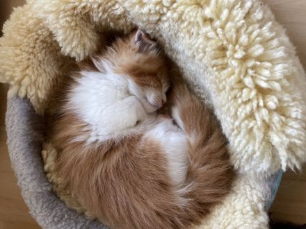 Maine Coon Kitten mit Stammbaum