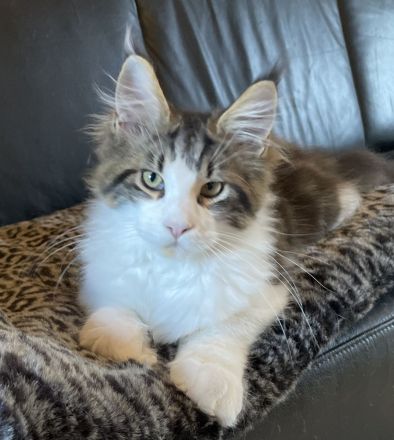 Maine Coon Kitten mit Stammbaum