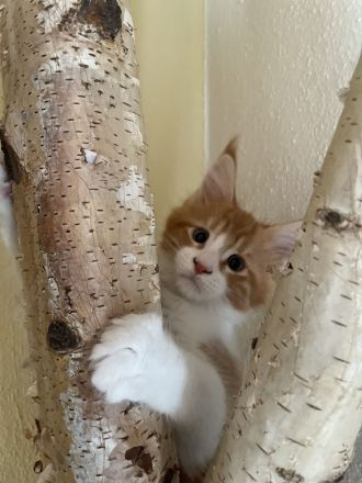 Maine Coon Kitten mit Stammbaum