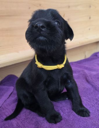 Reinrassige Schwarze Mittelschnauzer Welpen ab November 2025