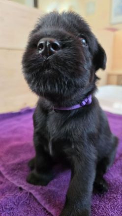 Reinrassige Schwarze Mittelschnauzer Welpen ab November 2025