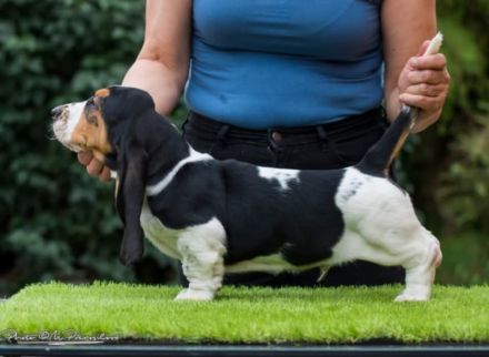 Basset hound