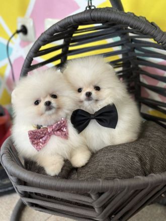Pomeranian boy and girl