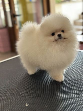 Pomeranian boy and girl