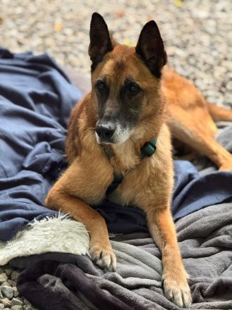 Merlin sucht ein ruhiges Plätzchen ....