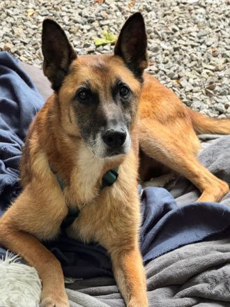 Merlin sucht ein ruhiges Plätzchen ....