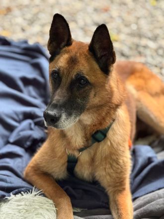 Merlin sucht ein ruhiges Plätzchen ....