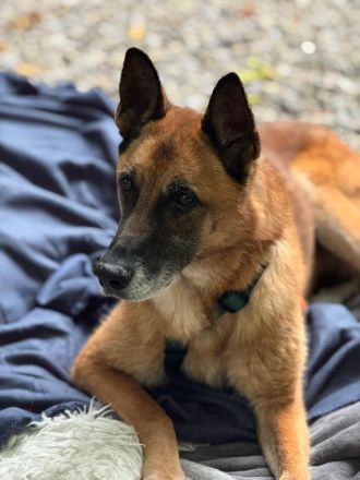 Merlin sucht ein ruhiges Plätzchen ....