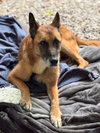 Merlin sucht ein ruhiges Plätzchen ....