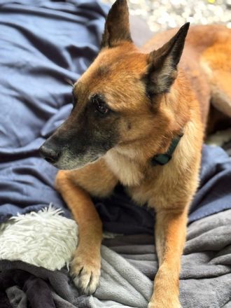 Merlin sucht ein ruhiges Plätzchen ....