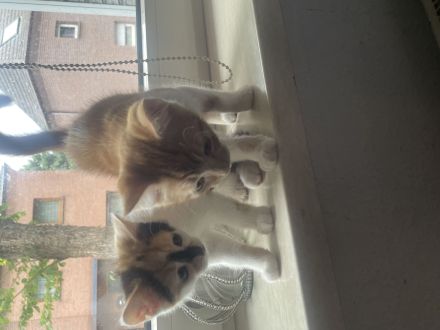 Unsere beiden Britisch-Kurzhaar-Mix Kitten (ein Kater und eine Katze) suchen ein liebevolles Zuhause