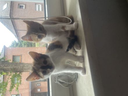 Unsere beiden Britisch-Kurzhaar-Mix Kitten (ein Kater und eine Katze) suchen ein liebevolles Zuhause