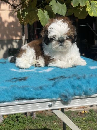 Shihtzu PP