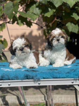 Shihtzu PP