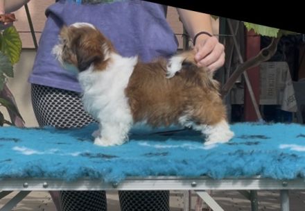 Shihtzu PP