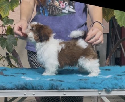 Shihtzu PP