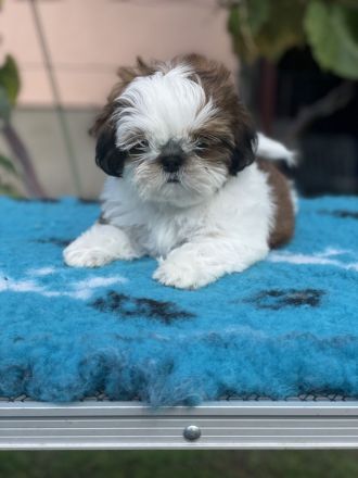 Shihtzu PP