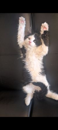 Maine coon Kater ab sofort abgabebereit