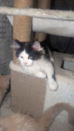 Maine coon Kater ab sofort abgabebereit