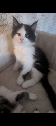 Maine coon Kater ab sofort abgabebereit