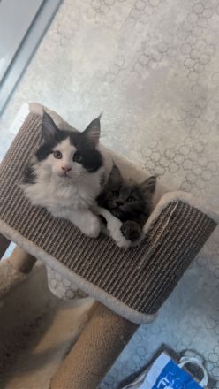 Maine coon Kater ab sofort abgabebereit