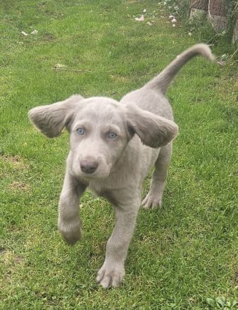 Langhaar-Weimaraner-Welpen