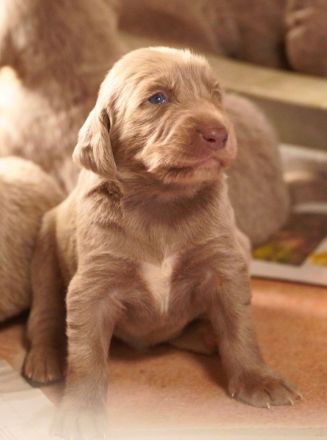 Langhaar-Weimaraner-Welpen