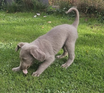 Langhaar-Weimaraner-Welpen