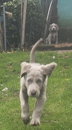 Langhaar-Weimaraner-Welpen