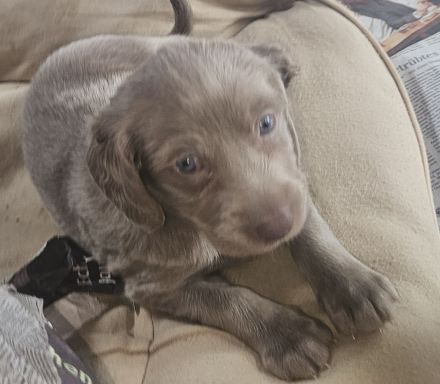 Langhaar-Weimaraner-Welpen