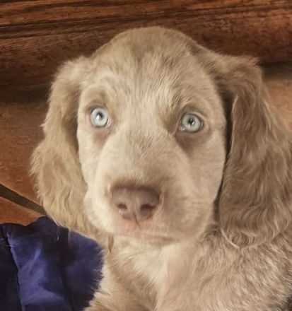 Langhaar-Weimaraner-Welpen