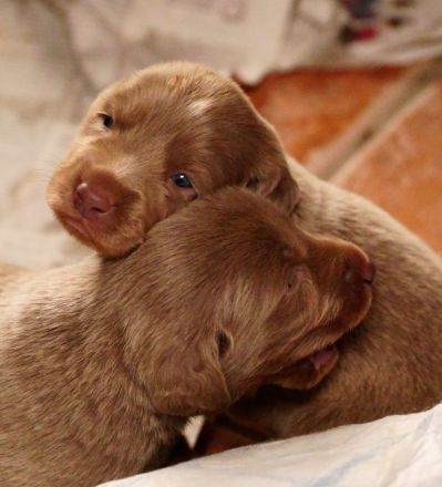 Langhaar-Weimaraner-Welpen