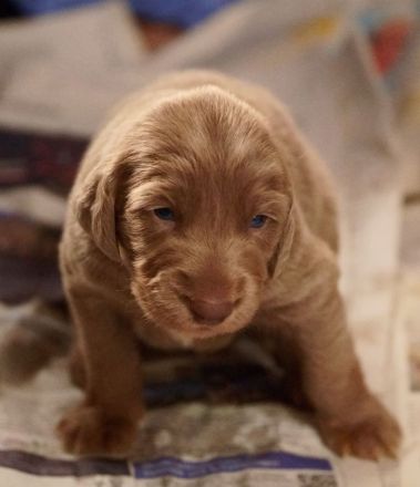 Langhaar-Weimaraner-Welpen