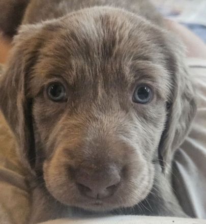 Langhaar-Weimaraner-Welpen