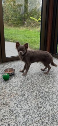 Chihuahua Mädchen