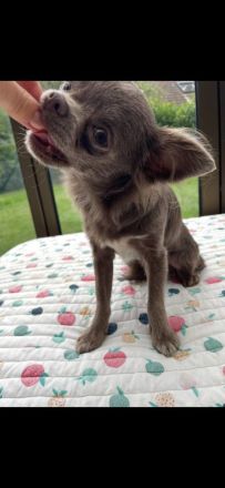 Chihuahua Mädchen