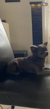 Chihuahua Mädchen