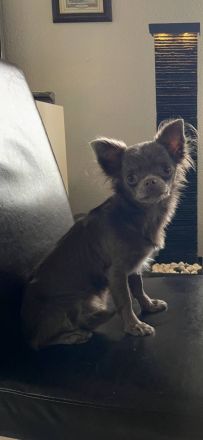 Chihuahua Mädchen