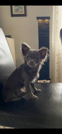 Chihuahua Mädchen