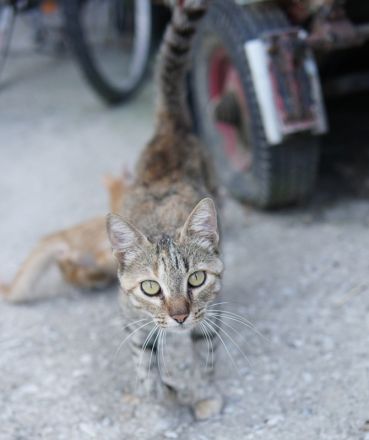Tibby, geb. ca. 03/2024, lebt in GRIECHENLAND, auf einer privaten Pflegestelle