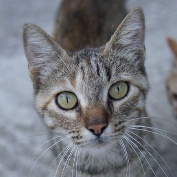 Tibby, geb. ca. 03/2024, lebt in GRIECHENLAND, auf einer privaten Pflegestelle