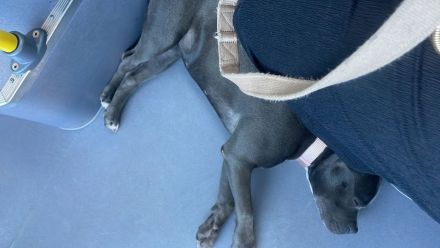 American Bully zu verkaufen