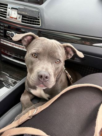 American Bully zu verkaufen