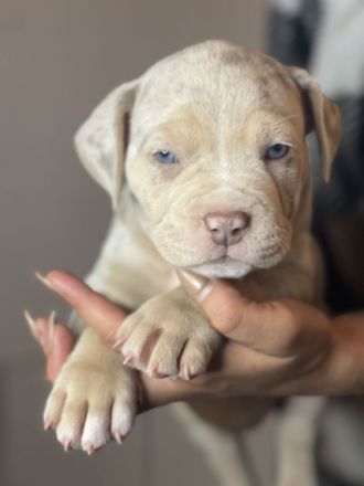 American Bully Xl