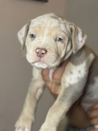 American Bully Xl