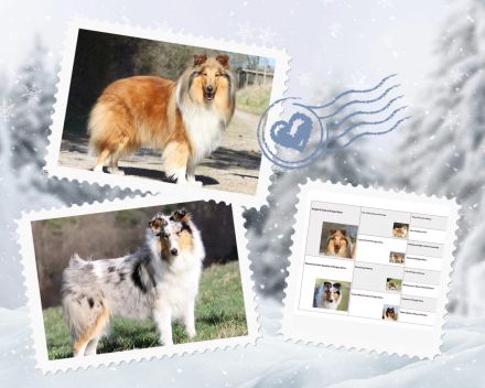 Wir erwarten Colliewelpen mit Papieren