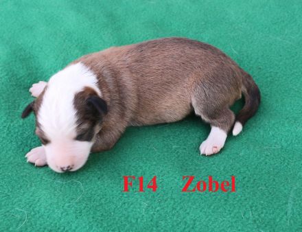 Border Collie Welpen