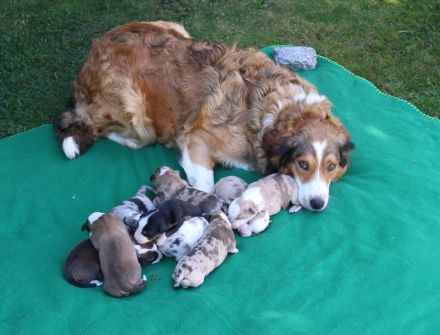 Border Collie Welpen