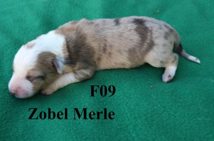 Border Collie Welpen